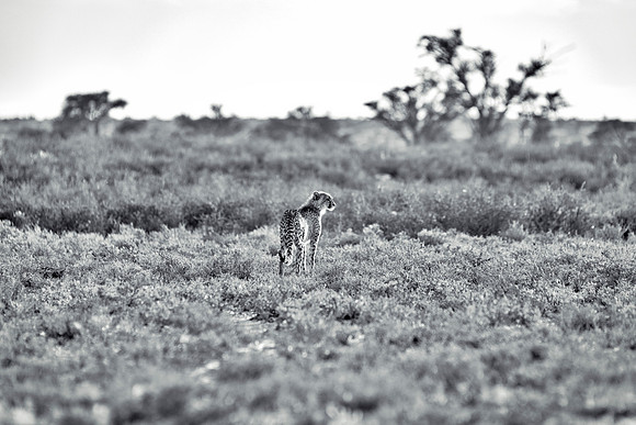 Africa, Asia, Botswana, Cheetah, Kalahari, Kalahari, Kenya, Namibia, "South Africa", Tanzania, Zambia, Zimbabwe, artistic, bertazzoni, conservation, hunter, infrared, jungle, nature, parks, poaching,