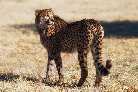 Cheetah