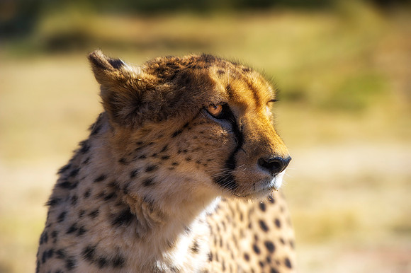 Africa, Asia, Botswana, Cheetah, Kalahari, Kalahari, Kenya, Namibia, "South Africa", Tanzania, Zambia, Zimbabwe, artistic, conservation, hunter, infrared, jungle, nature, parks, poaching, safari, sava