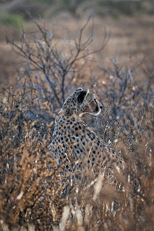 Africa, Asia, Botswana, Cheetah, Kalahari, Kalahari, Kenya, Namibia, "South Africa", Tanzania, Zambia, Zimbabwe, artistic, bertazzoni, conservation, hunter, infrared, jungle, nature, parks, poaching,