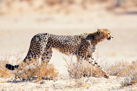 Africa, Asia, Botswana, Cheetah, Kalahari, Kalahari, Kenya, Namibia, "South Africa", Tanzania, Zambia, Zimbabwe, artistic, bertazzoni, conservation, hunter, infrared, jungle, nature, parks, poaching,