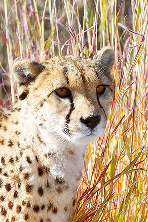 Africa, Asia, Botswana, Cheetah, Kalahari, Kalahari, Kenya, Namibia, "South Africa", Tanzania, Zambia, Zimbabwe, artistic, conservation, hunter, infrared, jungle, nature, parks, poaching, safari, sava