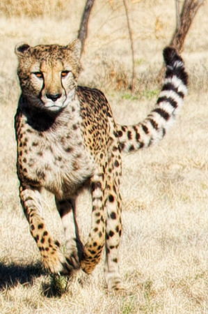 Africa, Cheetah, Kalahari, Namibia, artistic, hunter, infrared, jungle, nature, parks, safari, savanna, scenic, speed, wildlife, Tanzania, Asia, Kenya, "South Africa", Botswana, Kalahari, Zimbabwe, Za