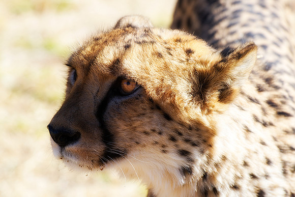 Africa, Asia, Botswana, Cheetah, Kalahari, Kalahari, Kenya, Namibia, "South Africa", Tanzania, Zambia, Zimbabwe, artistic, conservation, hunter, infrared, jungle, nature, parks, poaching, safari, sava