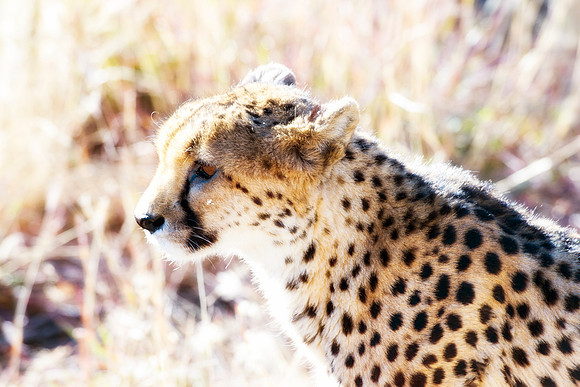 Africa, Asia, Botswana, Cheetah, Kalahari, Kalahari, Kenya, Namibia, "South Africa", Tanzania, Zambia, Zimbabwe, artistic, conservation, hunter, infrared, jungle, nature, parks, poaching, safari, sava
