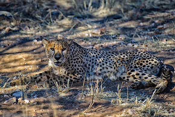 Africa, Asia, Botswana, Cheetah, Kalahari, Kalahari, Kenya, Namibia, "South Africa", Tanzania, Zambia, Zimbabwe, artistic, bertazzoni, conservation, hunter, infrared, jungle, nature, parks, poaching,