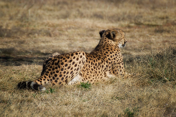 Africa, Cheetah, Kalahari, Namibia, artistic, hunter, infrared, jungle, nature, parks, safari, savanna, scenic, speed, wildlife, Tanzania, Asia, Kenya, "South Africa", Botswana, Kalahari, Zimbabwe, Za