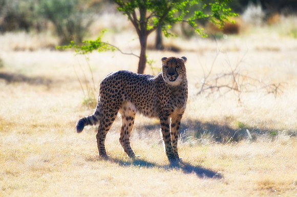 Africa, Cheetah, Kalahari, Namibia, artistic, hunter, infrared, jungle, nature, parks, safari, savanna, scenic, speed, wildlife, Tanzania, Asia, Kenya, "South Africa", Botswana, Kalahari, Zimbabwe, Za