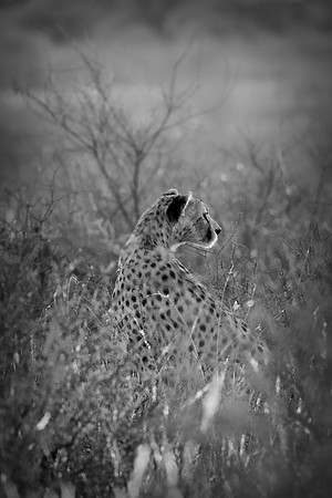 Africa, Asia, Botswana, Cheetah, Kalahari, Kalahari, Kenya, Namibia, "South Africa", Tanzania, Zambia, Zimbabwe, artistic, bertazzoni, conservation, hunter, infrared, jungle, nature, parks, poaching,