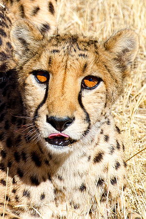 Africa, Asia, Botswana, Cheetah, Kalahari, Kalahari, Kenya, Namibia, "South Africa", Tanzania, Zambia, Zimbabwe, artistic, conservation, hunter, infrared, jungle, nature, parks, poaching, safari, sava