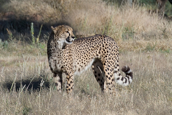 Africa, Cheetah, Kalahari, Namibia, artistic, hunter, infrared, jungle, nature, parks, safari, savanna, scenic, speed, wildlife, Tanzania, Asia, Kenya, "South Africa", Botswana, Kalahari, Zimbabwe, Za