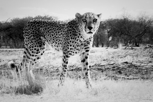 Africa, Asia, Botswana, Cheetah, Kalahari, Kalahari, Kenya, Namibia, "South Africa", Tanzania, Zambia, Zimbabwe, artistic, bertazzoni, conservation, hunter, infrared, jungle, nature, parks, poaching,