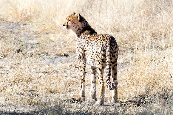 Africa, Asia, Botswana, Cheetah, Kalahari, Kalahari, Kenya, Namibia, "South Africa", Tanzania, Zambia, Zimbabwe, artistic, conservation, hunter, infrared, jungle, nature, parks, poaching, safari, sava