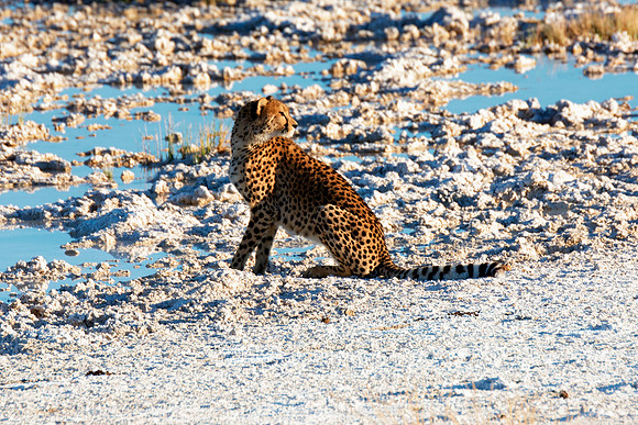 Africa, Asia, Botswana, Cheetah, Kalahari, Kalahari, Kenya, Namibia, "South Africa", Tanzania, Zambia, Zimbabwe, artistic, bertazzoni, conservation, hunter, infrared, jungle, nature, parks, poaching,