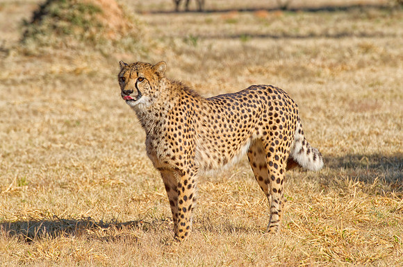 Africa, Cheetah, Kalahari, Namibia, artistic, hunter, infrared, jungle, nature, parks, safari, savanna, scenic, speed, wildlife, Tanzania, Asia, Kenya, "South Africa", Botswana, Kalahari, Zimbabwe, Za