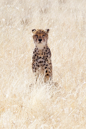 Africa, Asia, Botswana, Cheetah, Kalahari, Kalahari, Kenya, Namibia, "South Africa", Tanzania, Zambia, Zimbabwe, artistic, conservation, hunter, infrared, jungle, nature, parks, poaching, safari, sava