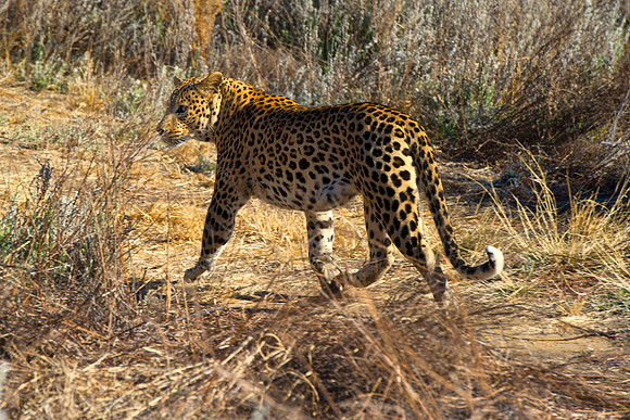 Camouflage, leopard, savanna, spots, teeth, claws, sabres, tail, detail, Africa, India, conservation, Tanzania, Kenya, Botswana, Namibia, Mozambique, " South Africa", Zimbabwe, Zambia, poaching, parks