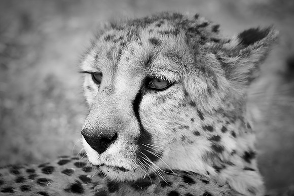 Africa, Asia, Botswana, Cheetah, Kalahari, Kalahari, Kenya, Namibia, "South Africa", Tanzania, Zambia, Zimbabwe, artistic, bertazzoni, conservation, hunter, infrared, jungle, nature, parks, poaching,
