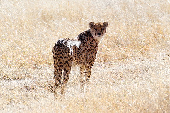 Africa, Asia, Botswana, Cheetah, Kalahari, Kalahari, Kenya, Namibia, "South Africa", Tanzania, Zambia, Zimbabwe, artistic, conservation, hunter, infrared, jungle, nature, parks, poaching, safari, sava