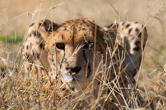 Africa, Cheetah, Kalahari, Namibia, artistic, hunter, infrared, jungle, nature, parks, safari, savanna, scenic, speed, wildlife, Tanzania, Asia, Kenya, "South Africa", Botswana, Kalahari, Zimbabwe, Za