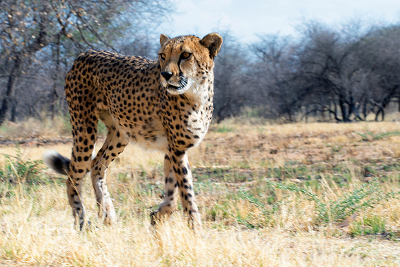 Africa, Asia, Botswana, Cheetah, Kalahari, Kalahari, Kenya, Namibia, "South Africa", Tanzania, Zambia, Zimbabwe, artistic, bertazzoni, conservation, hunter, infrared, jungle, nature, parks, poaching,