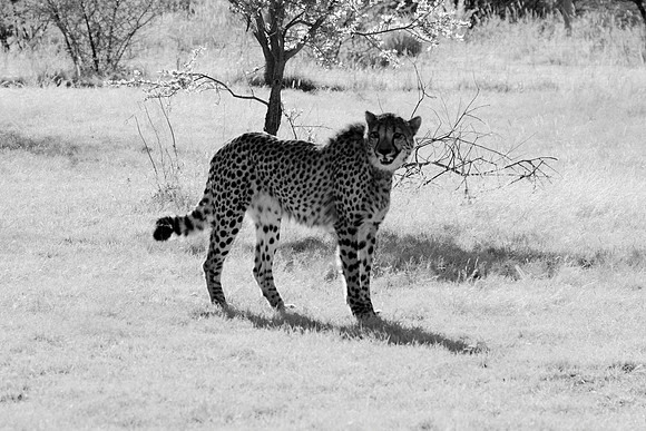 Cheetah, infrared, " black & white", artistic, scenic, safari, Africa, Namibia, parks, wildlife, nature, savanna, jungle, speed, hunter, Kalahari