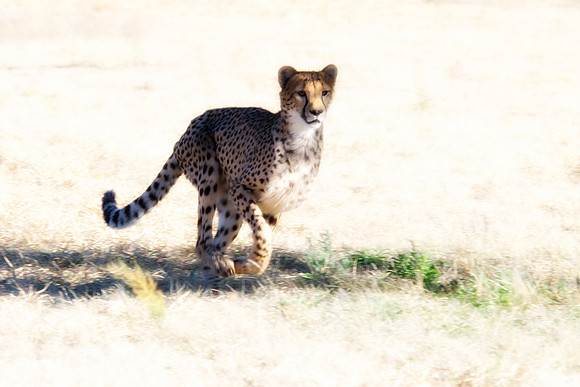 Africa, Cheetah, Kalahari, Namibia, artistic, hunter, infrared, jungle, nature, parks, safari, savanna, scenic, speed, wildlife, Tanzania, Asia, Kenya, "South Africa", Botswana, Kalahari, Zimbabwe, Za