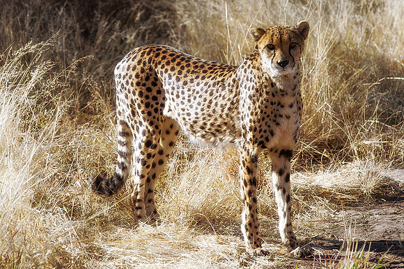 Africa, Asia, Botswana, Cheetah, Kalahari, Kalahari, Kenya, Namibia, "South Africa", Tanzania, Zambia, Zimbabwe, artistic, conservation, hunter, infrared, jungle, nature, parks, poaching, safari, sava