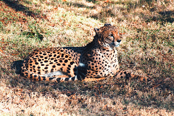 Africa, Asia, Botswana, Cheetah, Kalahari, Kalahari, Kenya, Namibia, "South Africa", Tanzania, Zambia, Zimbabwe, artistic, bertazzoni, conservation, hunter, infrared, jungle, nature, parks, poaching,