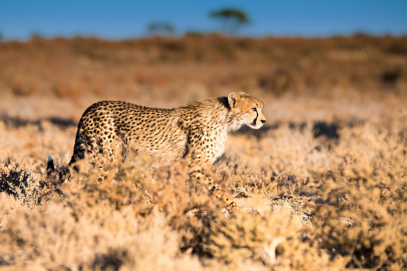 Africa, Asia, Botswana, Cheetah, Kalahari, Kalahari, Kenya, Namibia, "South Africa", Tanzania, Zambia, Zimbabwe, artistic, bertazzoni, conservation, hunter, infrared, jungle, nature, parks, poaching,