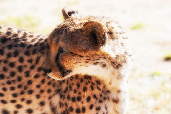 Africa, Asia, Botswana, Cheetah, Kalahari, Kalahari, Kenya, Namibia, "South Africa", Tanzania, Zambia, Zimbabwe, artistic, conservation, hunter, infrared, jungle, nature, parks, poaching, safari, sava