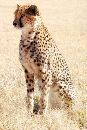Africa, Asia, Botswana, Cheetah, Kalahari, Kalahari, Kenya, Namibia, "South Africa", Tanzania, Zambia, Zimbabwe, artistic, conservation, hunter, infrared, jungle, nature, parks, poaching, safari, sava