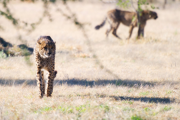 Africa, Cheetah, Kalahari, Namibia, artistic, hunter, infrared, jungle, nature, parks, safari, savanna, scenic, speed, wildlife, Tanzania, Asia, Kenya, "South Africa", Botswana, Kalahari, Zimbabwe, Za