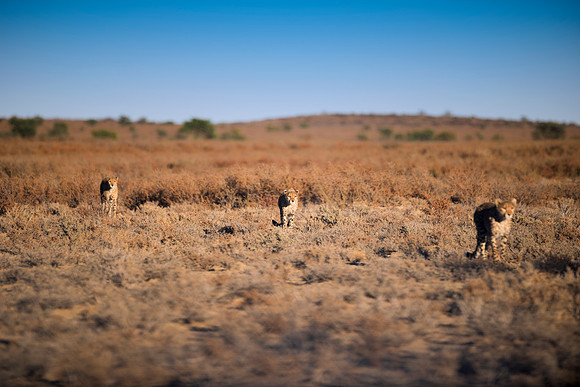 Africa, Asia, Botswana, Cheetah, Kalahari, Kalahari, Kenya, Namibia, "South Africa", Tanzania, Zambia, Zimbabwe, artistic, bertazzoni, conservation, hunter, infrared, jungle, nature, parks, poaching,