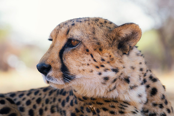 Africa, Asia, Botswana, Cheetah, Kalahari, Kalahari, Kenya, Namibia, "South Africa", Tanzania, Zambia, Zimbabwe, artistic, bertazzoni, conservation, hunter, infrared, jungle, nature, parks, poaching,