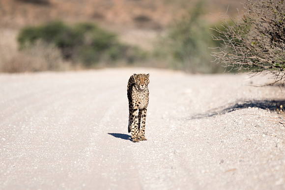 Africa, Asia, Botswana, Cheetah, Kalahari, Kalahari, Kenya, Namibia, "South Africa", Tanzania, Zambia, Zimbabwe, artistic, bertazzoni, conservation, hunter, infrared, jungle, nature, parks, poaching,