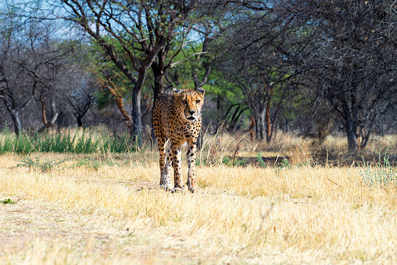 Africa, Asia, Botswana, Cheetah, Kalahari, Kalahari, Kenya, Namibia, "South Africa", Tanzania, Zambia, Zimbabwe, artistic, bertazzoni, conservation, hunter, infrared, jungle, nature, parks, poaching,