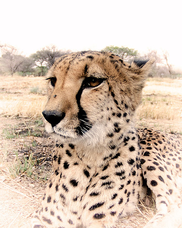 Africa, Asia, Botswana, Cheetah, Kalahari, Kalahari, Kenya, Namibia, "South Africa", Tanzania, Zambia, Zimbabwe, artistic, bertazzoni, conservation, hunter, infrared, jungle, nature, parks, poaching,