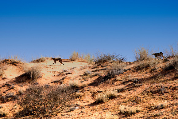 Africa, Asia, Botswana, Cheetah, Kalahari, Kalahari, Kenya, Namibia, "South Africa", Tanzania, Zambia, Zimbabwe, artistic, bertazzoni, conservation, hunter, infrared, jungle, nature, parks, poaching,