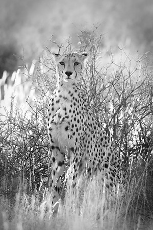 Africa, Asia, Botswana, Cheetah, Kalahari, Kalahari, Kenya, Namibia, "South Africa", Tanzania, Zambia, Zimbabwe, artistic, bertazzoni, conservation, hunter, infrared, jungle, nature, parks, poaching,