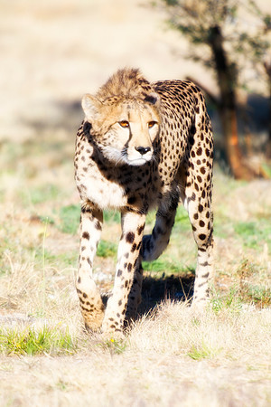 Africa, Cheetah, Kalahari, Namibia, artistic, hunter, infrared, jungle, nature, parks, safari, savanna, scenic, speed, wildlife, Tanzania, Asia, Kenya, "South Africa", Botswana, Kalahari, Zimbabwe, Za