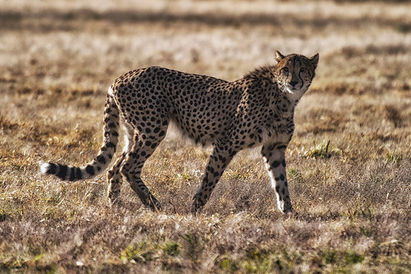 Africa, Cheetah, Kalahari, Namibia, artistic, hunter, infrared, jungle, nature, parks, safari, savanna, scenic, speed, wildlife, Tanzania, Asia, Kenya, "South Africa", Botswana, Kalahari, Zimbabwe, Za