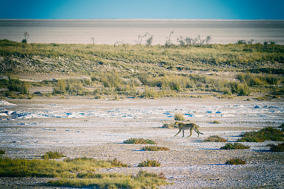 Africa, Asia, Botswana, Cheetah, Kalahari, Kalahari, Kenya, Namibia, "South Africa", Tanzania, Zambia, Zimbabwe, artistic, bertazzoni, conservation, hunter, infrared, jungle, nature, parks, poaching,