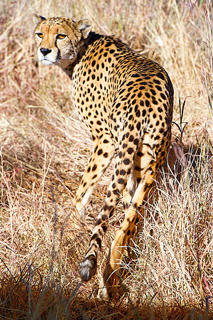 Africa, Asia, Botswana, Cheetah, Kalahari, Kalahari, Kenya, Namibia, "South Africa", Tanzania, Zambia, Zimbabwe, artistic, conservation, hunter, infrared, jungle, nature, parks, poaching, safari, sava