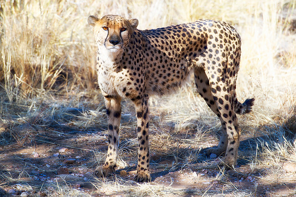 Africa, Asia, Botswana, Cheetah, Kalahari, Kalahari, Kenya, Namibia, "South Africa", Tanzania, Zambia, Zimbabwe, artistic, bertazzoni, conservation, hunter, infrared, jungle, nature, parks, poaching,