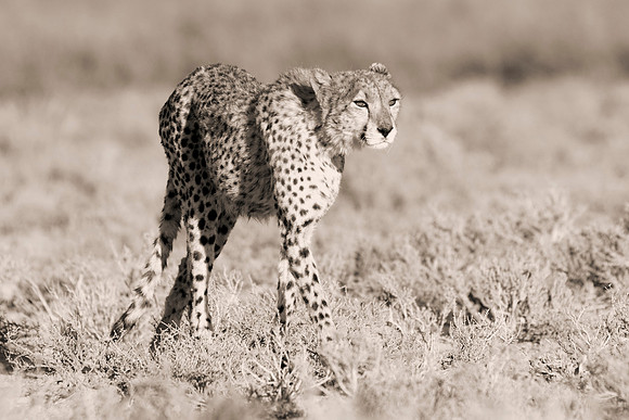 Africa, Asia, Botswana, Cheetah, Kalahari, Kalahari, Kenya, Namibia, "South Africa", Tanzania, Zambia, Zimbabwe, artistic, bertazzoni, conservation, hunter, infrared, jungle, nature, parks, poaching,