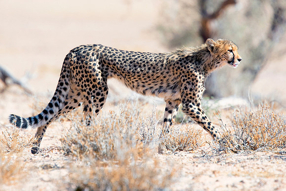Africa, Asia, Botswana, Cheetah, Kalahari, Kalahari, Kenya, Namibia, "South Africa", Tanzania, Zambia, Zimbabwe, artistic, bertazzoni, conservation, hunter, infrared, jungle, nature, parks, poaching,