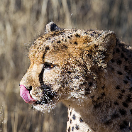Africa, Asia, Botswana, Cheetah, Kalahari, Kalahari, Kenya, Namibia, "South Africa", Tanzania, Zambia, Zimbabwe, artistic, bertazzoni, conservation, hunter, infrared, jungle, nature, parks, poaching,