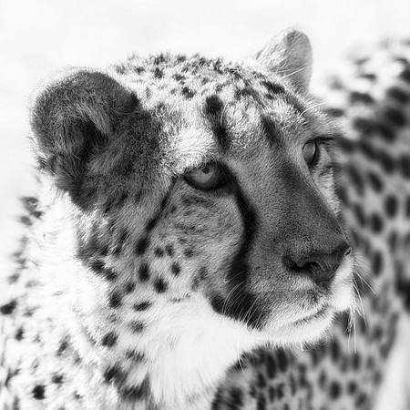 Africa, Asia, Kalahari, Kenya, Namibia, Tanzania, artistic, artistic, bertazzoni, "black & white", cat, cheetah, claw, predator, preys, savanna, speed, spots, teeth, "cheetah portrait"
