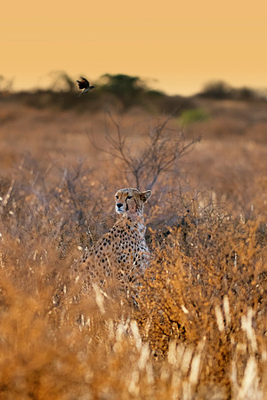 Africa, Asia, Botswana, Cheetah, Kalahari, Kalahari, Kenya, Namibia, "South Africa", Tanzania, Zambia, Zimbabwe, artistic, bertazzoni, conservation, hunter, infrared, jungle, nature, parks, poaching,